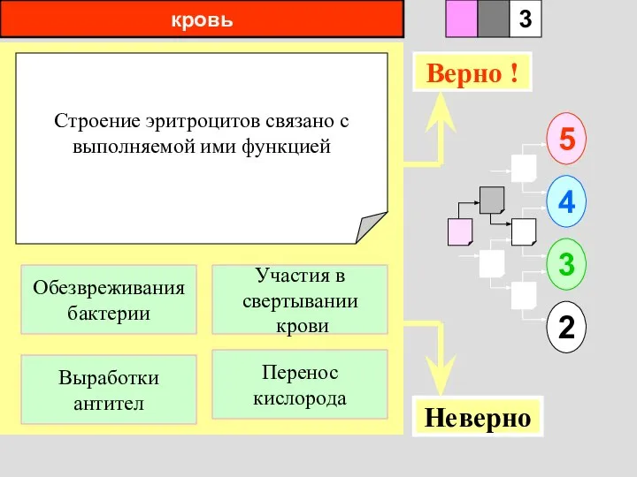 кровь Строение эритроцитов связано с выполняемой ими функцией 1 Выработки антител Перенос