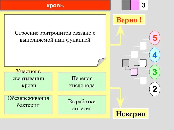 кровь Строение эритроцитов связано с выполняемой ими функцией 1 Обезвреживания бактерии Выработки