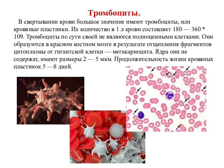 Тромбоциты. В свертывании крови большое значение имеют тромбоциты, или кровяные пластинки. Их