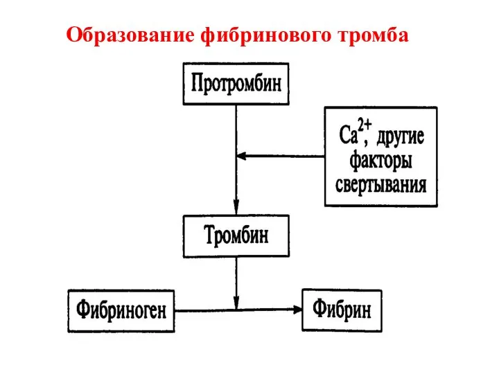 Образование фибринового тромба