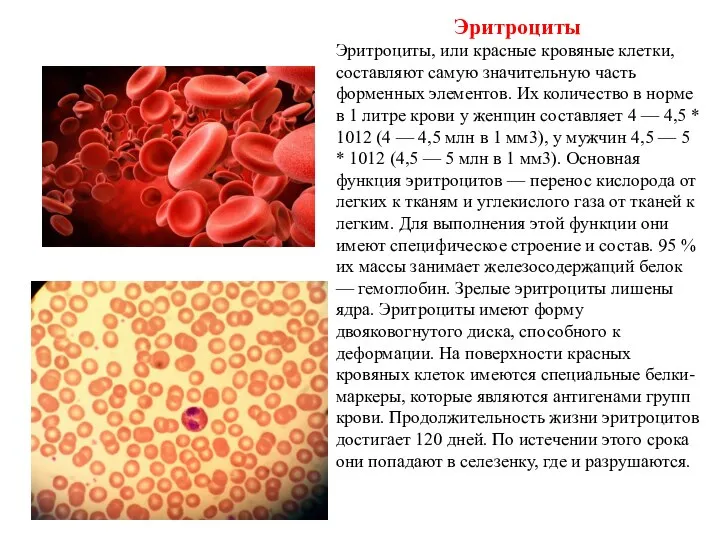 Эритроциты Эритроциты, или красные кровяные клетки, составляют самую значительную часть форменных элементов.