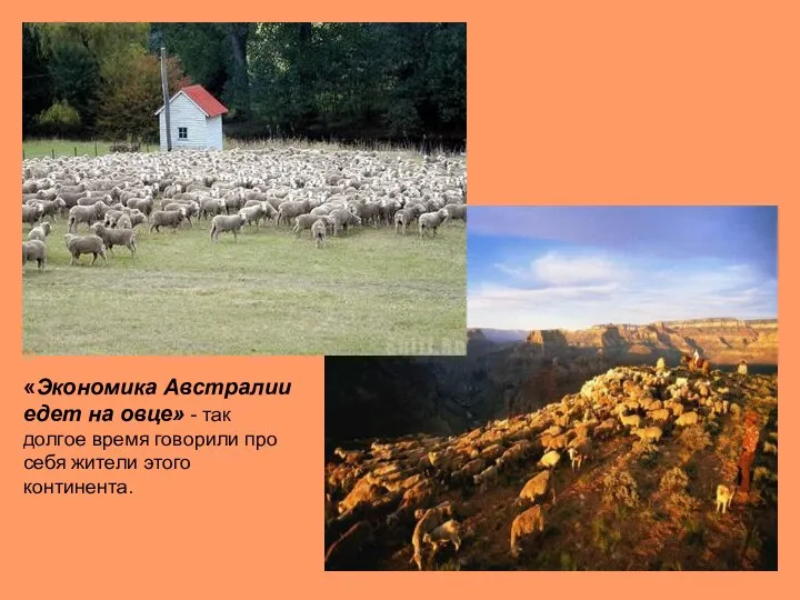 «Экономика Австралии едет на овце» - так долгое время говорили про себя жители этого континента.