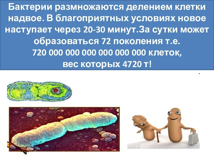 Размножение бактерий Бактерии размножаются делением клетки надвое. В благоприятных условиях новое наступает