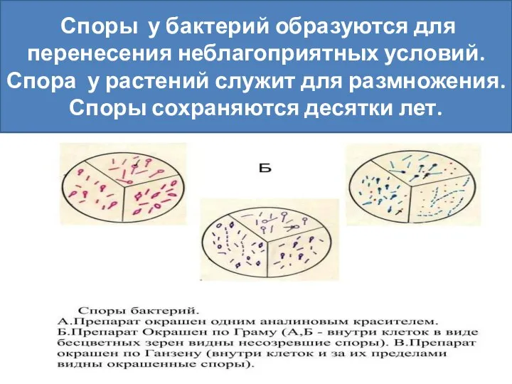 Спорообразование у бактерий Споры у бактерий образуются для перенесения неблагоприятных условий. Спора