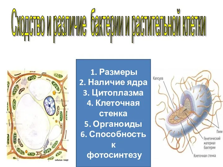 1. Размеры 2. Наличие ядра 3. Цитоплазма 4. Клеточная стенка 5. Органоиды