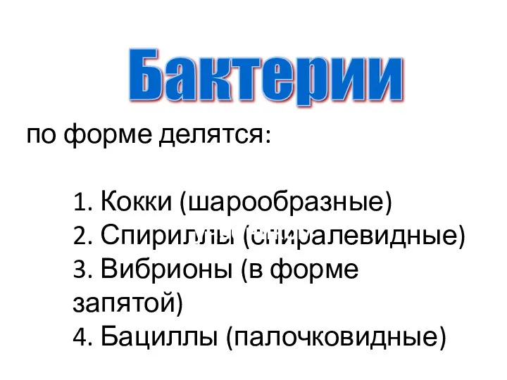 по форме делятся: 1. Кокки (шарообразные) 2. Спириллы (спиралевидные) 3. Вибрионы (в