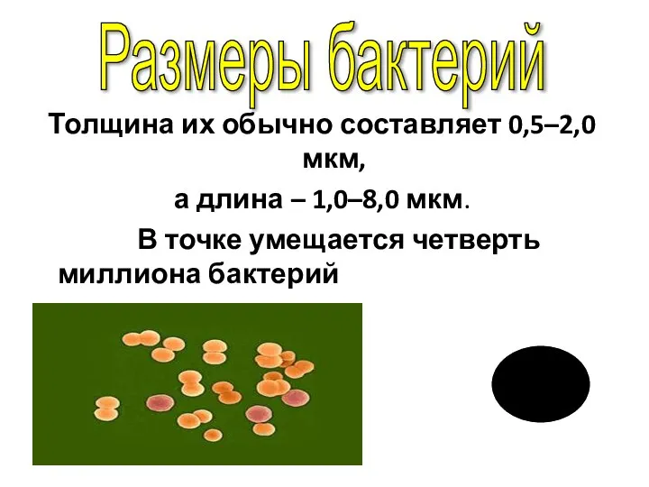 Толщина их обычно составляет 0,5–2,0 мкм, а длина – 1,0–8,0 мкм. В