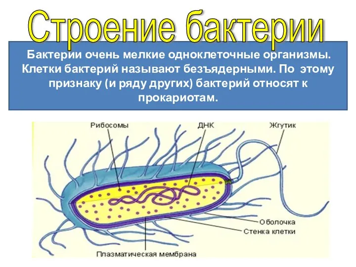 Бактерии очень мелкие одноклеточные организмы. Клетки бактерий называют безъядерными. По этому признаку