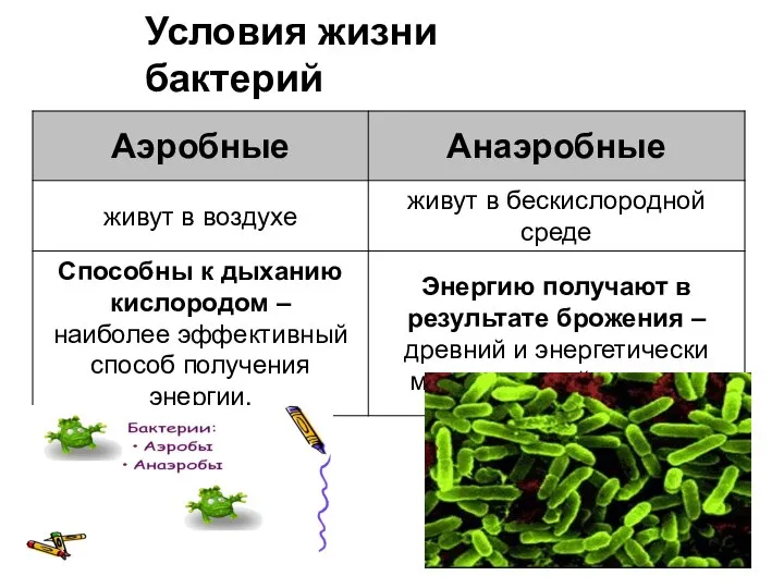 Условия жизни бактерий