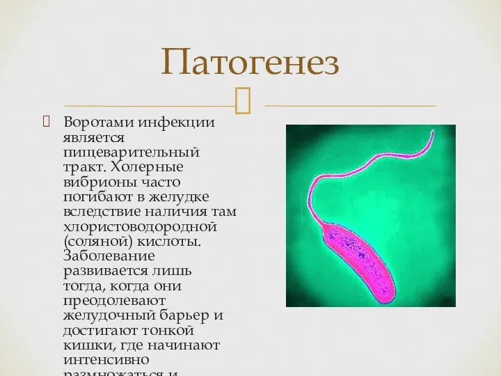 Воротами инфекции является пищеварительный тракт. Холерные вибрионы часто погибают в желудке вследствие