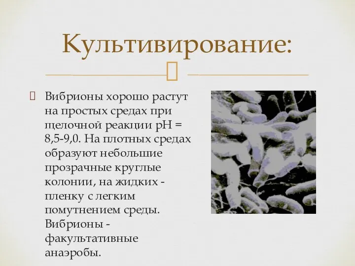 Вибрионы хорошо растут на простых средах при щелочной реакции рН = 8,5-9,0.