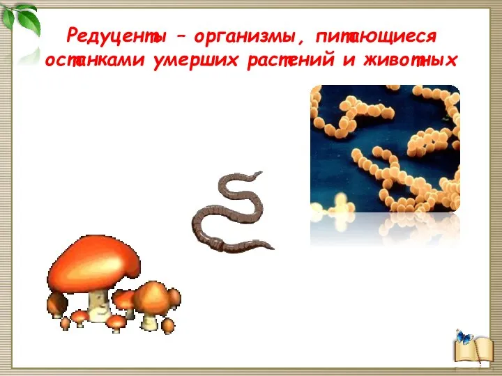 Редуценты – организмы, питающиеся останками умерших растений и животных