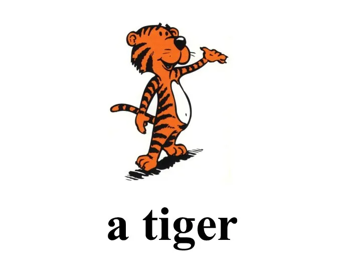 a tiger