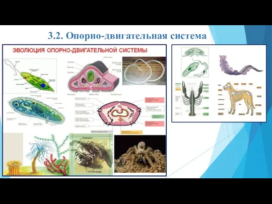 3.2. Опорно-двигательная система