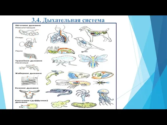 3.4. Дыхательная система