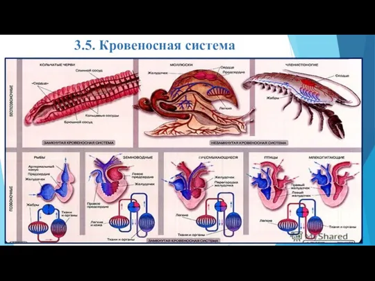 3.5. Кровеносная система