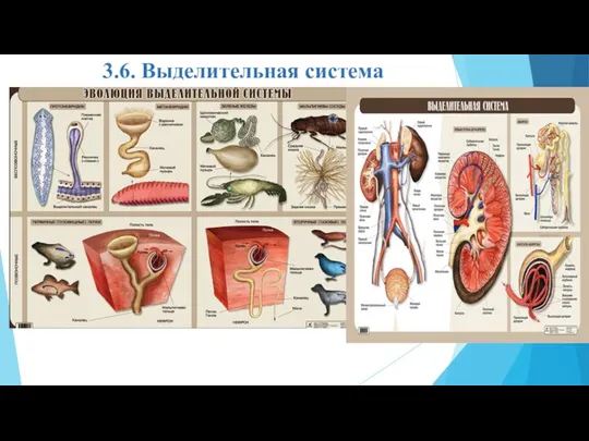 3.6. Выделительная система