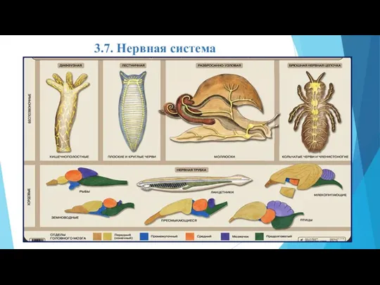 3.7. Нервная система