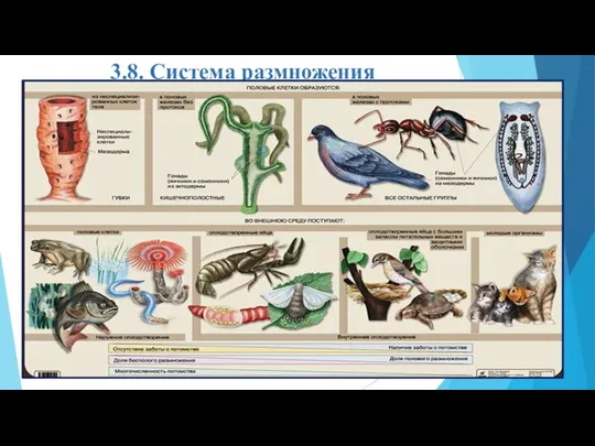 3.8. Система размножения