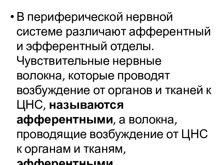 В периферической нервной системе различают афферентный и эфферентный отделы. Чувствительные нервные волокна,