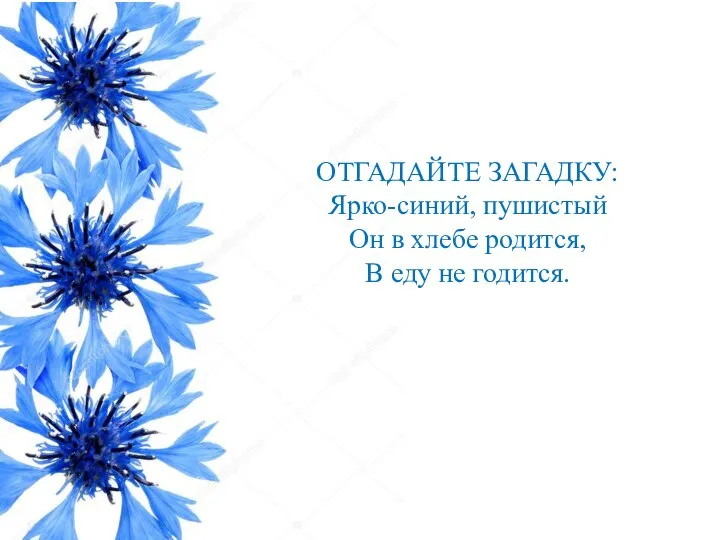 ОТГАДАЙТЕ ЗАГАДКУ: Ярко-синий, пушистый Он в хлебе родится, В еду не годится.