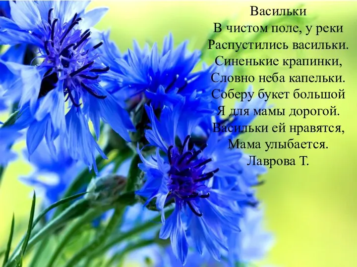 Васильки В чистом поле, у реки Распустились васильки. Синенькие крапинки, Словно неба