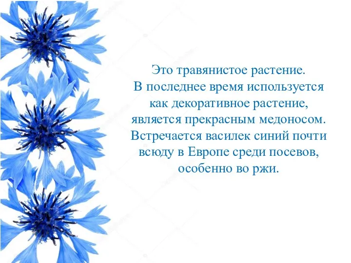 Это травянистое растение. В последнее время используется как декоративное растение, является прекрасным