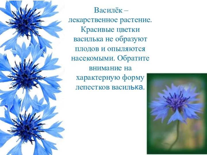 Василёк – лекарственное растение. Красивые цветки василька не образуют плодов и опыляются