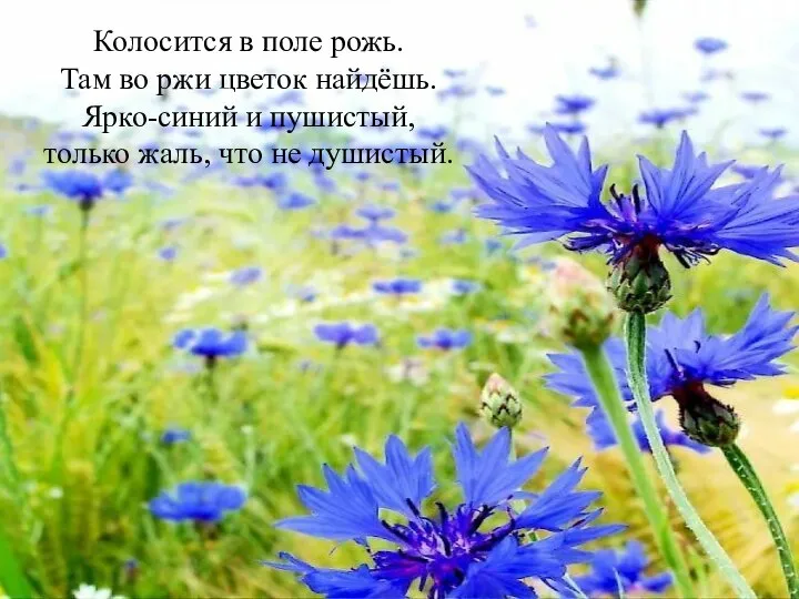 Колосится в поле рожь. Там во ржи цветок найдёшь. Ярко-синий и пушистый,