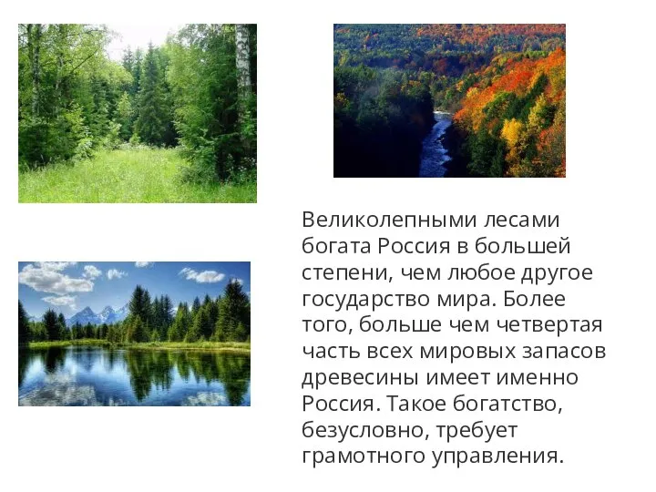 Великолепными лесами богата Россия в большей степени, чем любое другое государство мира.