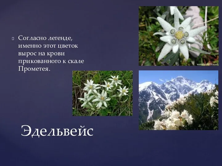 Эдельвейс Согласно легенде, именно этот цветок вырос на крови прикованного к скале Прометея.