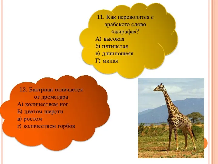 12. Бактриан отличается от дромедара А) количеством ног Б) цветом шерсти в)