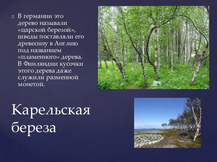 Карельская береза В германии это дерево называли «царской березой», шведы поставляли его