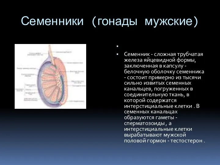 Семенники (гонады мужские) Семенник - сложная трубчатая железа яйцевидной формы, заключенная в