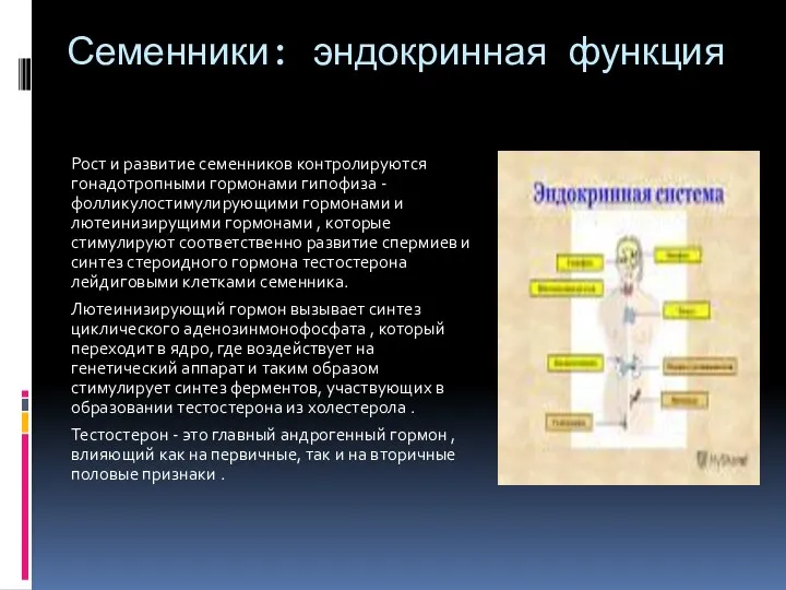 Семенники: эндокринная функция Рост и развитие семенников контролируются гонадотропными гормонами гипофиза -