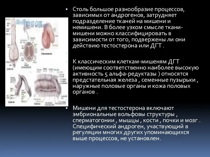 Столь большое разнообразие процессов, зависимых от андрогенов, затрудняет подразделение тканей на мишени