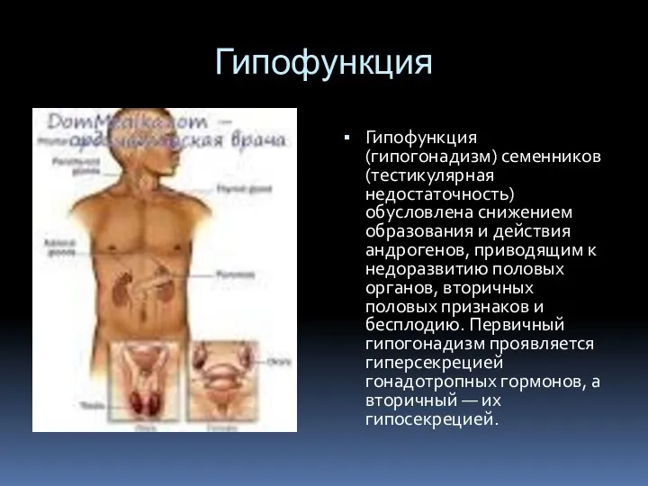 Гипофункция Гипофункция (гипогонадизм) семенников (тестикулярная недостаточность) обусловлена снижением образования и действия андрогенов,