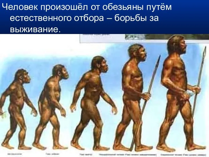 Человек произошёл от обезьяны путём естественного отбора – борьбы за выживание.
