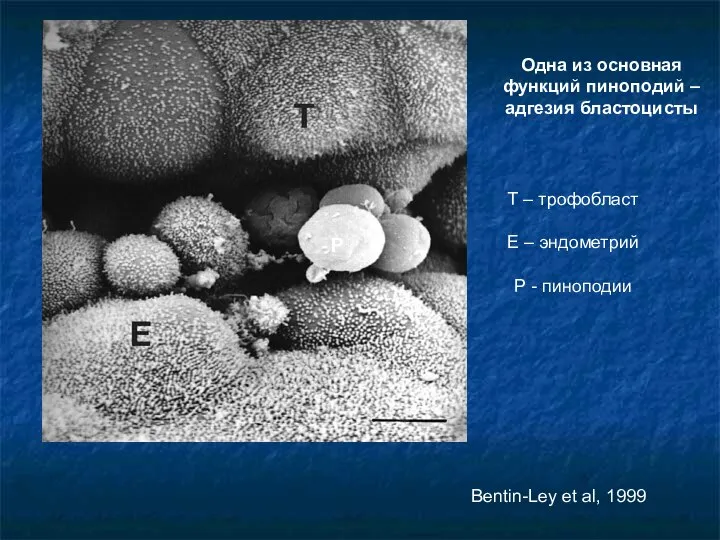 Одна из основная функций пиноподий – адгезия бластоцисты Т – трофобласт Е