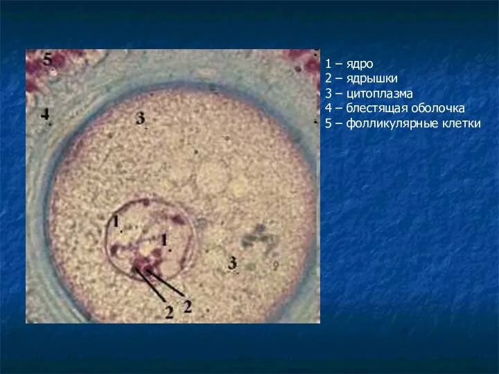 1 – ядро 2 – ядрышки 3 – цитоплазма 4 – блестящая