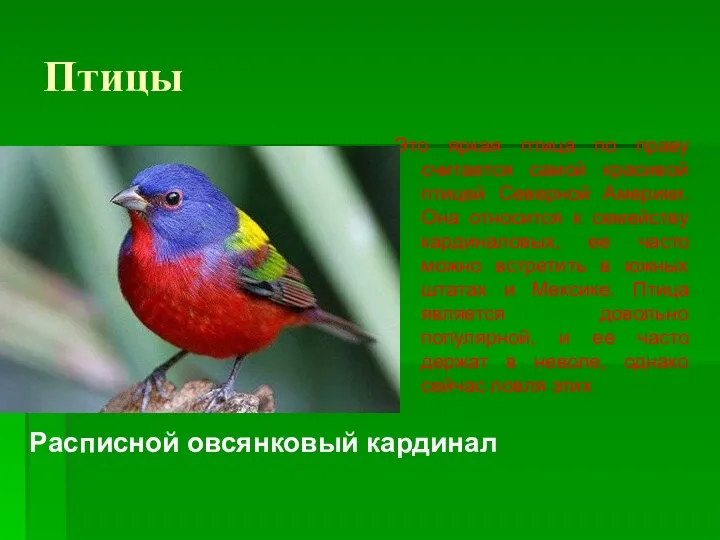 Птицы Расписной овсянковый кардинал Это яркая птица по праву считается самой красивой