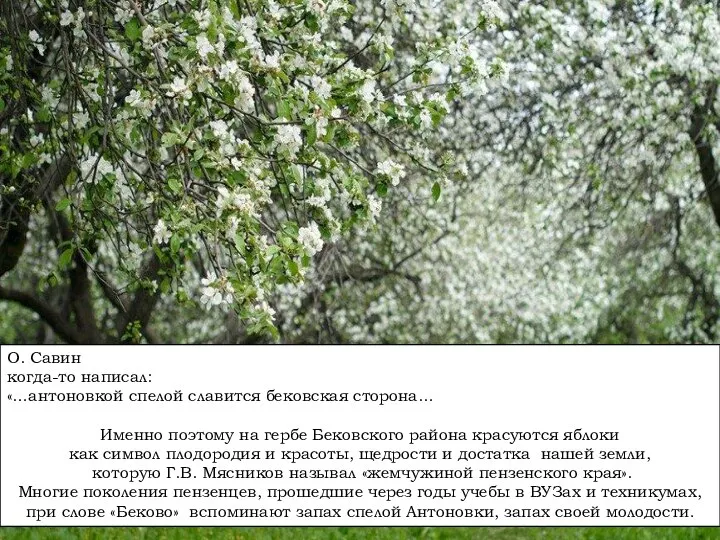 О. Савин когда-то написал: «…антоновкой спелой славится бековская сторона…» Именно поэтому на