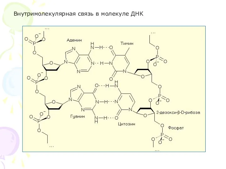 Внутримолекулярная связь в молекуле ДНК