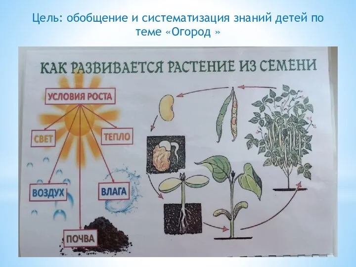 Цель: обобщение и систематизация знаний детей по теме «Огород »