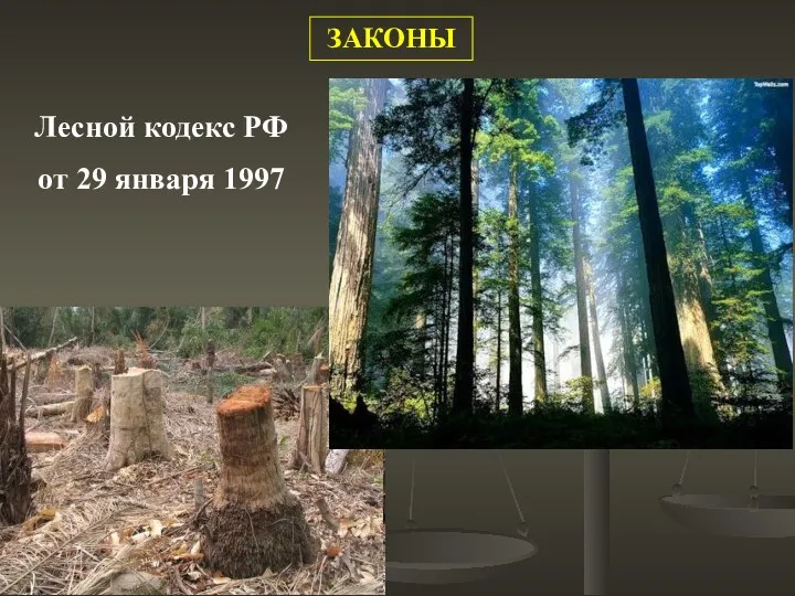 Лесной кодекс РФ от 29 января 1997 ЗАКОНЫ