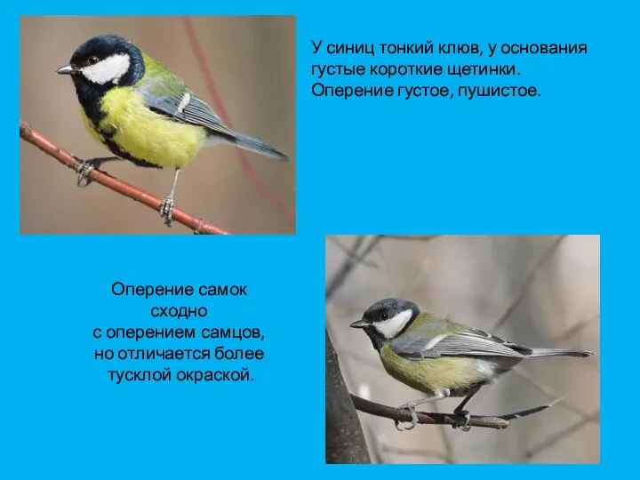 Оперение самок сходно с оперением самцов, но отличается более тусклой окраской. У