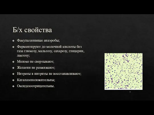 Б/х свойства Факультативные анаэробы; Ферментируют до молочной кислоты без газа глюкозу, мальтозу,