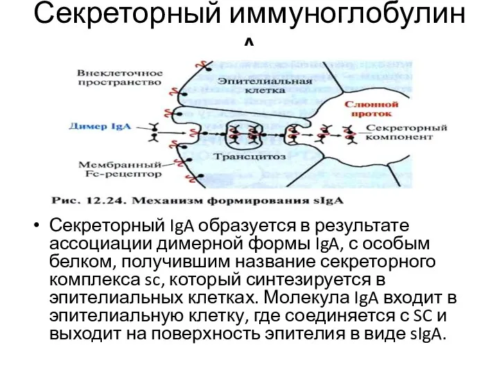 Секреторный иммуноглобулин А Секреторный IgA образуется в результате ассоциации димерной формы IgA,