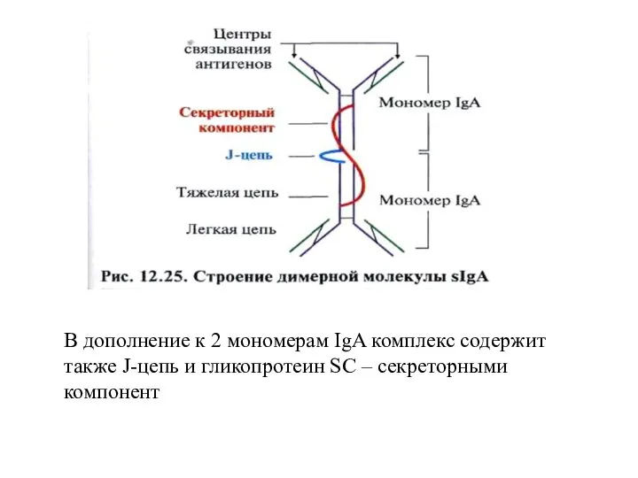 В дополнение к 2 мономерам IgA комплекс содержит также J-цепь и гликопротеин SC – секреторными компонент