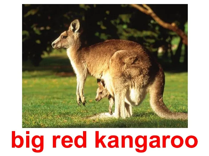 big red kangaroo